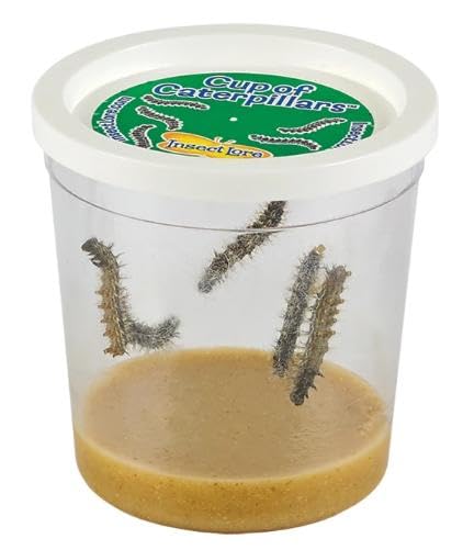 Insect Lore Cup of Caterpillars Basic - 5 Live Painted Lady Caterpillars with Food - Refill Kit for Butterfly Garden Habitat - STEM Science Activity for Kids & Classrooms - Image 1